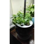 Jardinière d'hydroponie automatique pour culture indoor POME (petit, noir)
