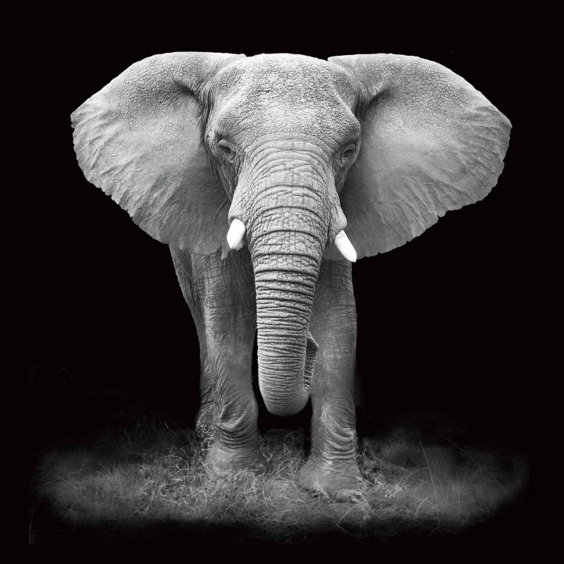 Dipinto su vetro ELEPHANT (100 x 100 cm) (grigio, nero) - image 59228